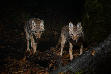 Two Coyote (Canis latrans) hunting at night.