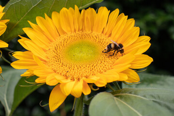 bee on a sunflower