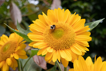 bee on flower