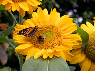 sunflower bee and butterfly