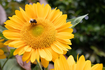 bee on flower