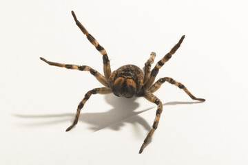 Lycosa is a genus of wolf spiders. (Lycosa singoriensis).