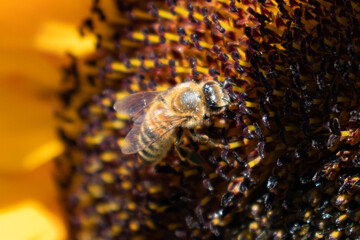 bee on a sunflower