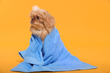 Cute Pekingese dog with towel and shampoo bubbles on yellow background, space for text. Pet hygiene