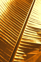 Shiny golden palm leaf as background, closeup