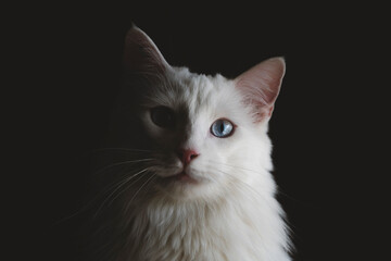 Gato blanco con ojos azules en clave baja