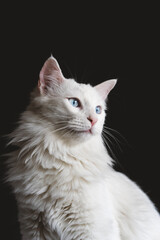 Fototapeta na wymiar Gato blanco con ojos azules en fondo negro