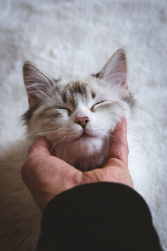 acariciando a un gato