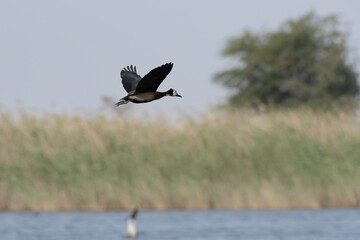 White-faced whistling duck flying