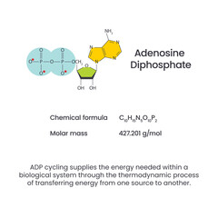 Adenosine diphosphate ADP science vector infographic