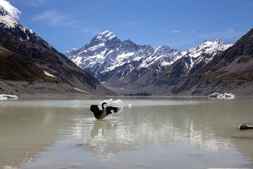 goose at hooker glacier lake