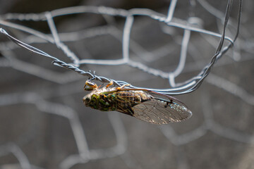 Cicada 