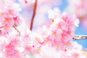河津桜　早咲きの桜	