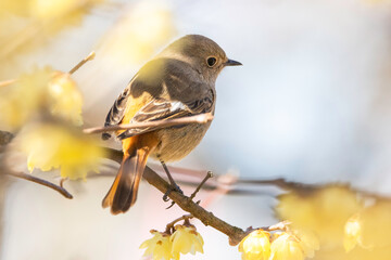 ロウバイの花とジョウビタキ