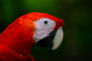Scarlet Macaw closeup portrait on green background