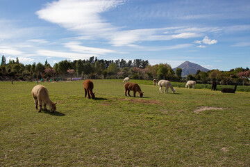alpacas on the meadow