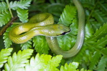 green snake on a tree