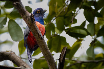 Trogon of amazon
