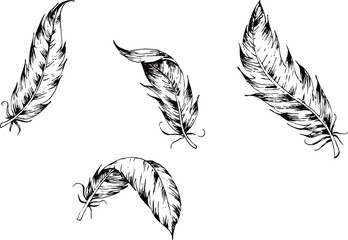 hand drawn illustration of feathers, isolated on white background