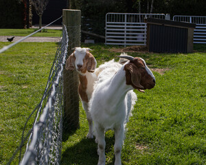 goat on the farm