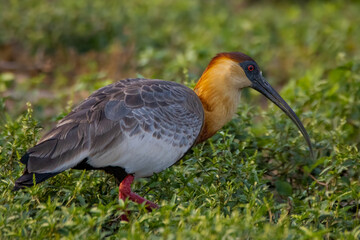 Cerrado Ibis
