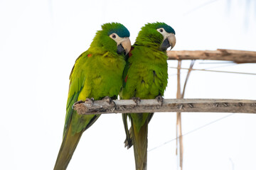 Obraz premium green and yellow macaw