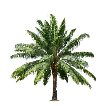 47,369 Palm Oil Tree Images, Stock Photos, 3D objects, & Vectors