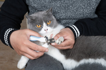 man using nail clipper trimming nails for a cat at home