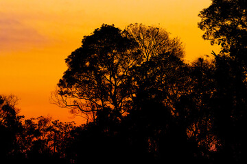 Tropical trees in wetland Pantanal