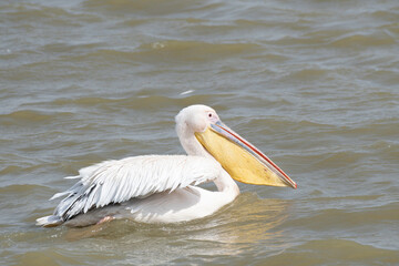 Fototapeta na wymiar Great white pelican swimming