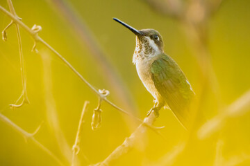 hummingbird © Ubirajara Oliveira