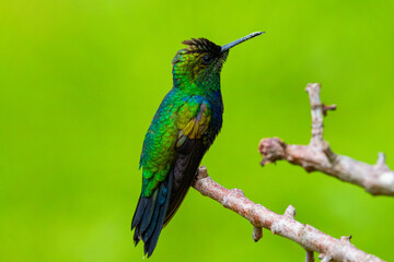 hummingbird on a branch