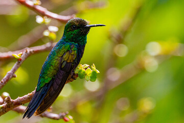 hummingbird on a branch