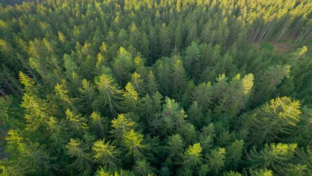 AERIAL: Dense forested area with tops of spruce canopies glowing in golden light. Magnificent view over evergreen mountainous woodland area with conifers touched by last sunlight of a spring day.