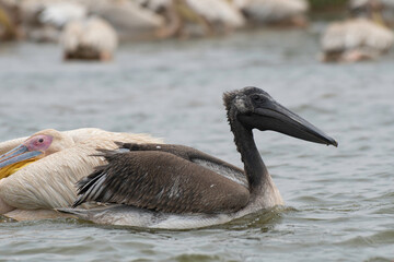 Great white pelican juvenile swimming