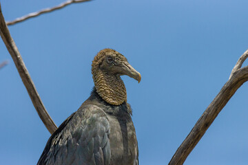 vulture on a branch