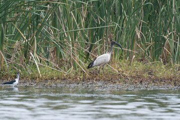 African sacred ibis jjuvenile