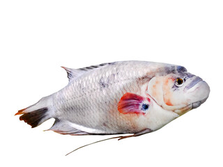 Isolated an Albino Giant Gourami, Osphronemus goramy, white color, transparent background, cutout, element, fish