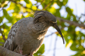 Pantanal Ibis