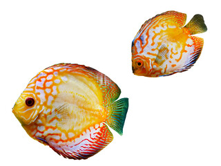 Vibrant colorful of Discus Fish, cichlids fish, Pompadour Fish, Symphysodon Fish swimming...