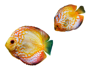 Vibrant colorful of Discus Fish, cichlids fish, Pompadour Fish, Symphysodon Fish swimming underwater, fish tank, Aquarium Phuket