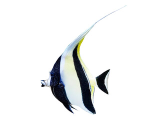 Isolated, Pennant coralfish, Heniochus acuminatus, longfin bannerfish,  Tropical striped black and yellow fish, transpareant background, cutout