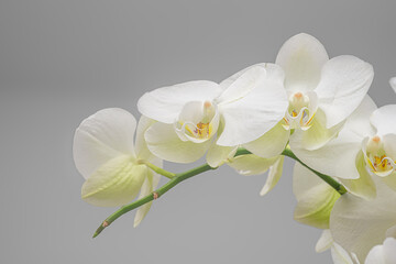 Close up of an ornamental orchid