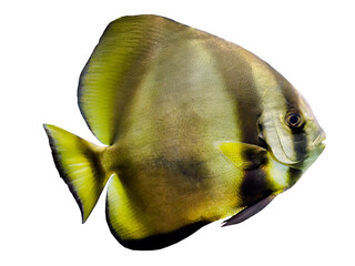 Isolated, transparent of Longfin batfish, Teira Batfish, Platax Teira,  cutout, fish, yellow color,...