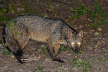brazilian fox in the wild