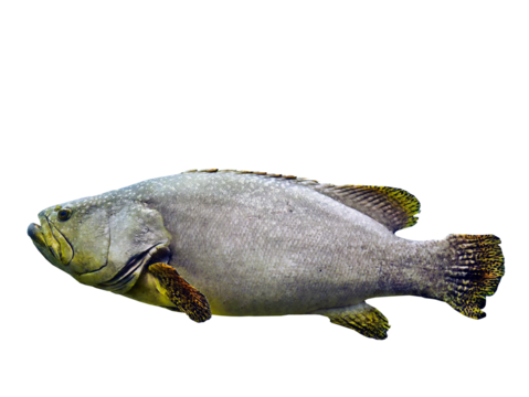 Close up isolated single Giant Grouper, big fish, transparent background, cutout, element