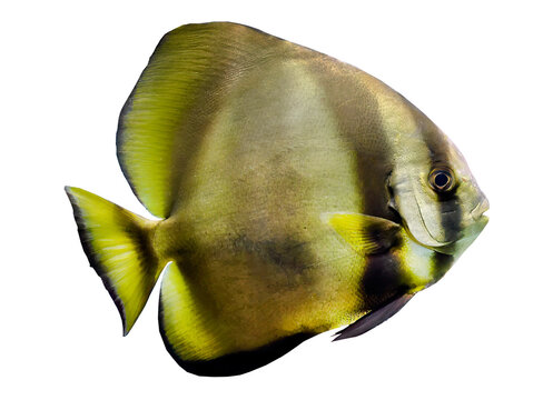 Isolated, transparent of Longfin batfish, Teira Batfish, Platax Teira,  cutout, fish, yellow color, element, sea, ocean