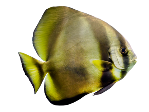 Isolated, transparent of Longfin batfish, Teira Batfish, Platax Teira,  cutout, fish, yellow color, element, sea, ocean