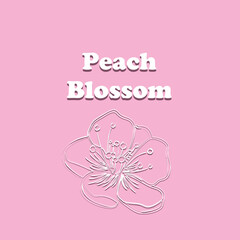 Peach Blossom