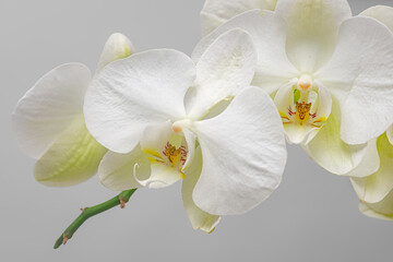 Naklejka na ściany i meble Close up of an ornamental orchid